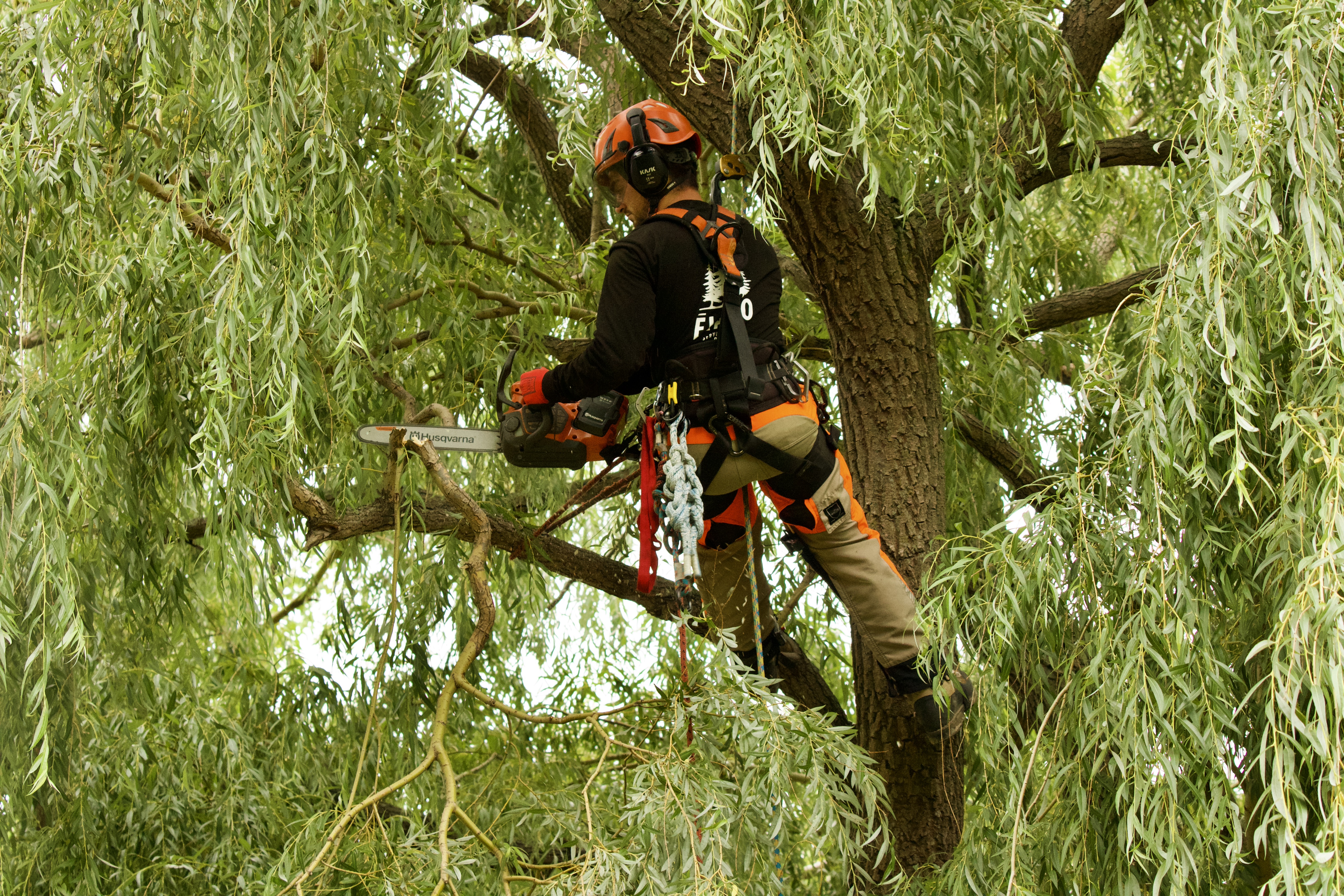 Sciage d'arbres